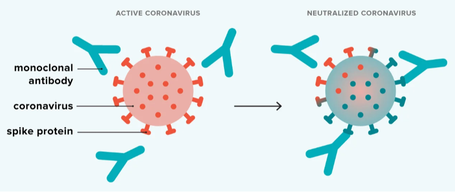 How to Select the Right Monoclonal Antibody Technology