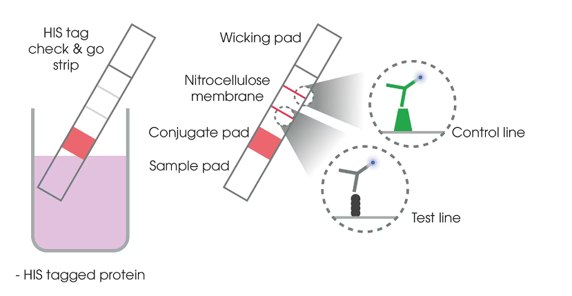 His Tag A Key Tool for Efficient Protein Characterization