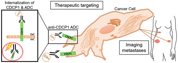 Unveiling CDCP1 Its Role in Tumor Invasion and Metastasis