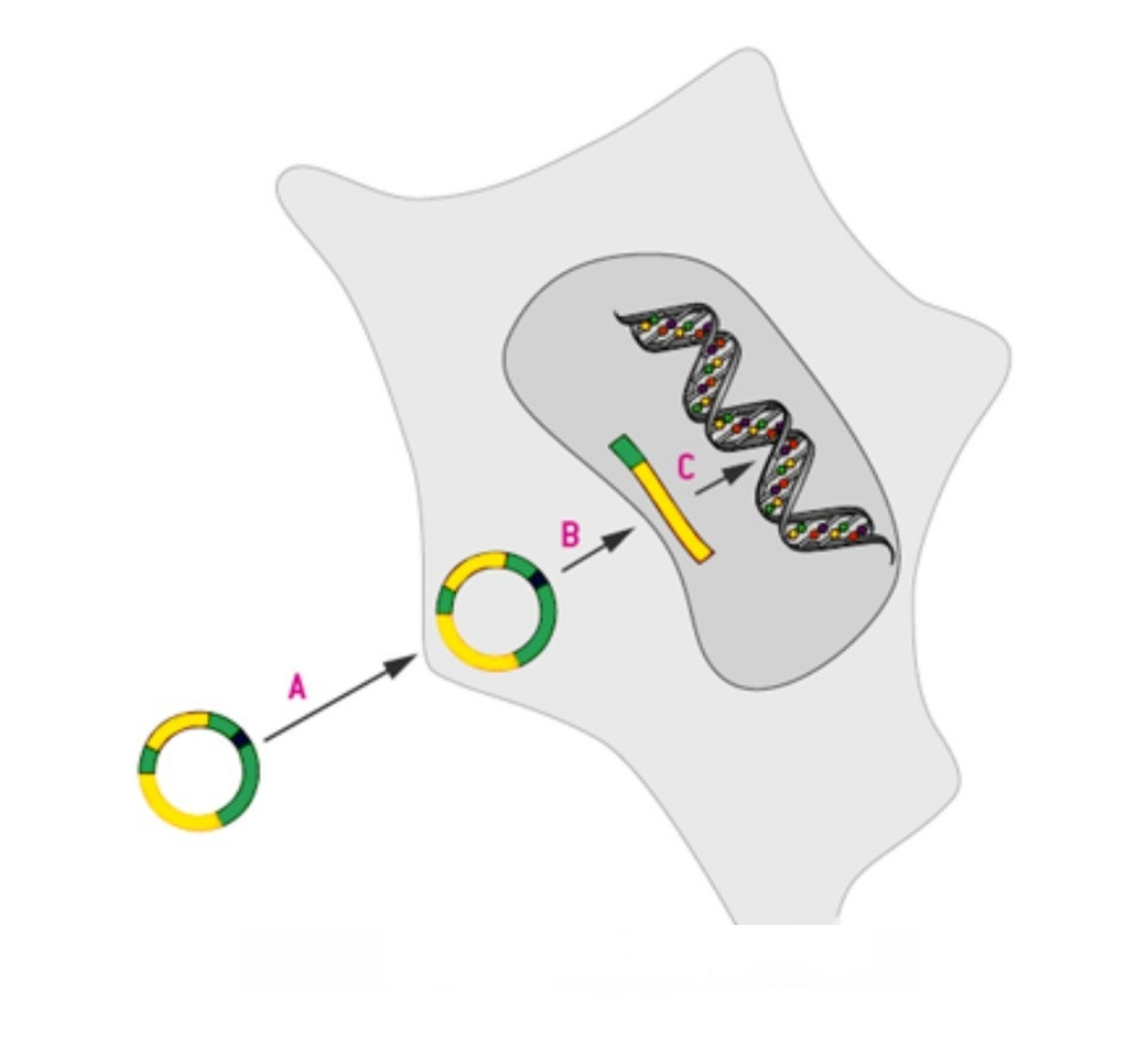 Application and research prospects of stable cell lines